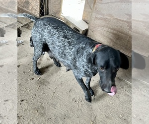 Mother of the German Shorthaired Pointer puppies born on 04/11/2023
