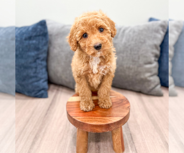 Medium Photo #38 Miniature Labradoodle Puppy For Sale in MILLERSBURG, OH, USA