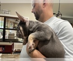 Small Photo #3 French Bulldog Puppy For Sale in CAPE CORAL, FL, USA