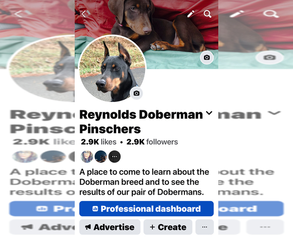 Medium Photo #10 Doberman Pinscher Puppy For Sale in HARTSELLE, AL, USA