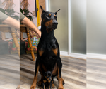 Small Doberman Pinscher
