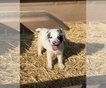 Puppy Snowball Australian Shepherd-Saint Bernard Mix