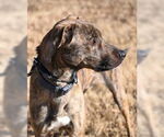 Small #2 Plott Hound Mix