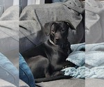 Small #1 Labrador Retriever Mix