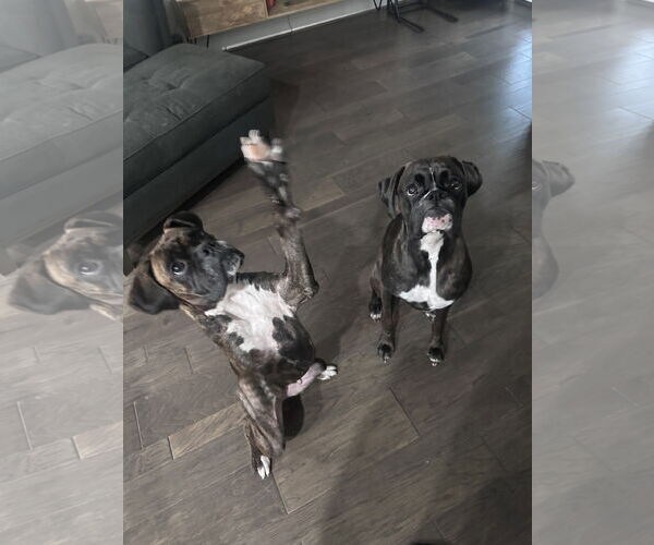 Medium Photo #4 Boxer Puppy For Sale in  Katy, TX, USA