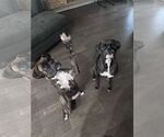 Small #3 Boxer