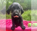 Small #2 Golden Labrador