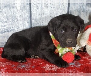 Medium Labrador Retriever