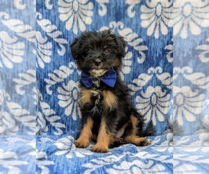 Pom-A-Poo Puppy for sale in OXFORD, PA, USA