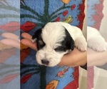 Small #10 Pembroke Welsh Corgi-Poodle (Miniature) Mix