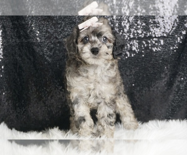 Medium Photo #4 Poodle (Toy) Puppy For Sale in WARSAW, IN, USA