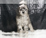 Small Photo #4 Poodle (Toy) Puppy For Sale in WARSAW, IN, USA