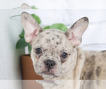 Small Photo #1 Faux Frenchbo Bulldog Puppy For Sale in RED LION, PA, USA