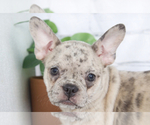 Small Faux Frenchbo Bulldog