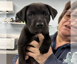 Small Labrador Retriever-Retriever  Mix