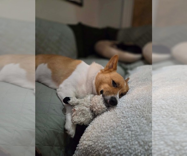 Medium Photo #4 Mutt Puppy For Sale in Mission Viejo, CA, USA