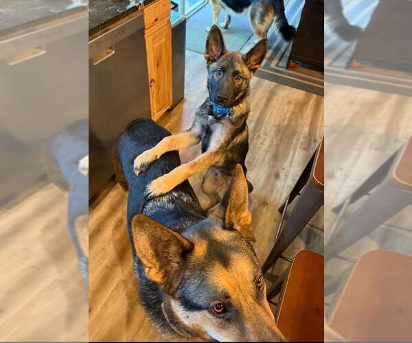 Medium Photo #6 German Shepherd Dog Puppy For Sale in Seattle, WA, USA