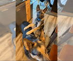 Small #5 German Shepherd Dog