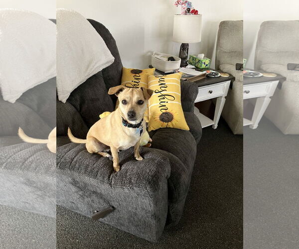 Medium Photo #2 Chihuahua-Unknown Mix Puppy For Sale in Plainfield, IL, USA