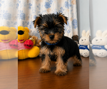 Small #6 Yorkshire Terrier