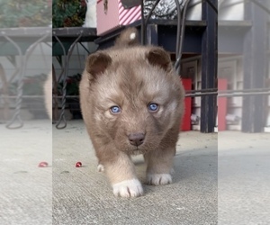 Siberian Husky Puppy for sale in BEAVER, OH, USA