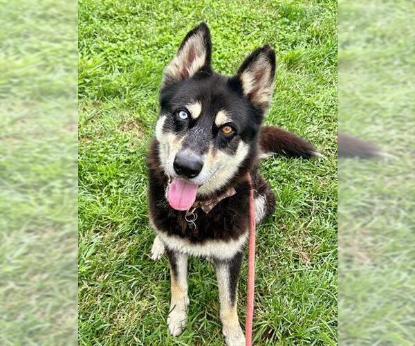 Medium Photo #2 Siberian Husky-Unknown Mix Puppy For Sale in Sacramento, CA, USA