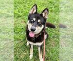 Small #1 Siberian Husky Mix