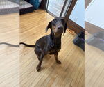 Small #6 Doberman Pinscher