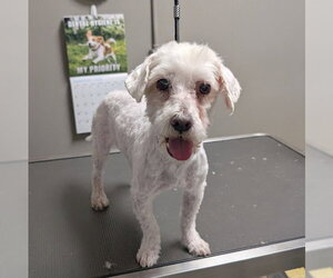Maltese-Unknown Mix Dogs for adoption in Las Vegas, NV, USA
