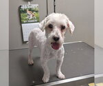 *DR. LOOMIS - Male Maltese-Unknown Mix Dog for Adoption - Small photo