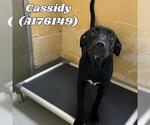 Small Labrador Retriever Mix