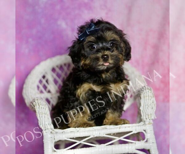 Medium Photo #3 Morkie Puppy For Sale in WARSAW, IN, USA