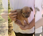 Small Photo #4 Chihuahua-Chorkie Mix Puppy For Sale in SAINT AUGUSTINE, FL, USA