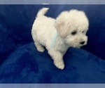 Small Photo #7 Poodle (Toy) Puppy For Sale in SAFFORD, AZ, USA