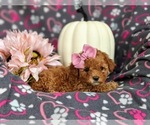 Small Photo #8 Poodle (Toy) Puppy For Sale in ELKTON, MD, USA