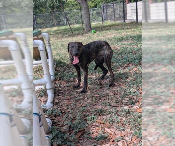 Medium Photo #1 German Shepherd Dog-Unknown Mix Puppy For Sale in Texas City, TX, USA