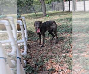 German Shepherd Dog-Unknown Mix Dogs for adoption in Texas City, TX, USA
