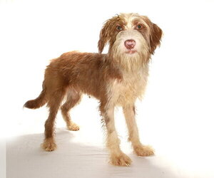 Sugar - Male Maltese-Poodle (Standard) Mix Dog for Adoption - Photo #2