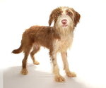 Small #1 Maltese-Poodle (Standard) Mix