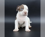 Image preview for Ad Listing. Nickname: Cocoa Belle