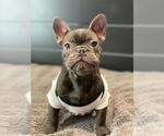 Small Photo #6 French Bulldog Puppy For Sale in PALO ALTO, CA, USA