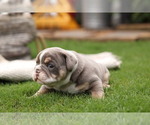 Small Photo #2 Olde English Bulldogge Puppy For Sale in MANSFIELD, GA, USA