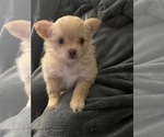 Puppy Thea Shiranian