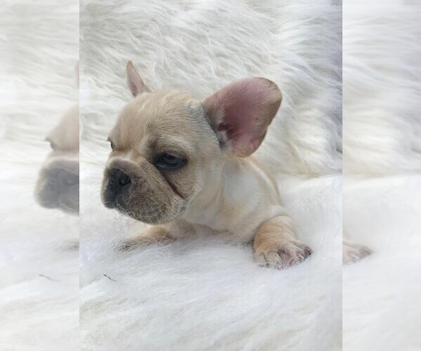 Medium Photo #1 French Bulldog Puppy For Sale in ALPHARETTA, GA, USA