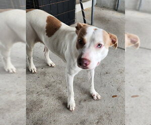 Mutt Dogs for adoption in Texas City, TX, USA