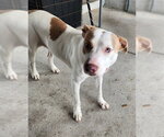 ARYA BARK - Female Mutt Dog for Adoption - Small photo