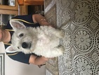 Puppy 1 West Highland White Terrier