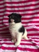 Small Photo #3 Pomsky Puppy For Sale in MOUNT MORRIS, MI, USA