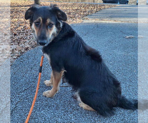 Medium Photo #4 Australian Shepherd-Unknown Mix Puppy For Sale in House Springs, MO, USA
