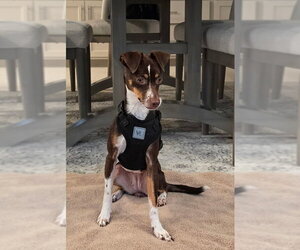Mutt Dogs for adoption in Morganville, NJ, USA
